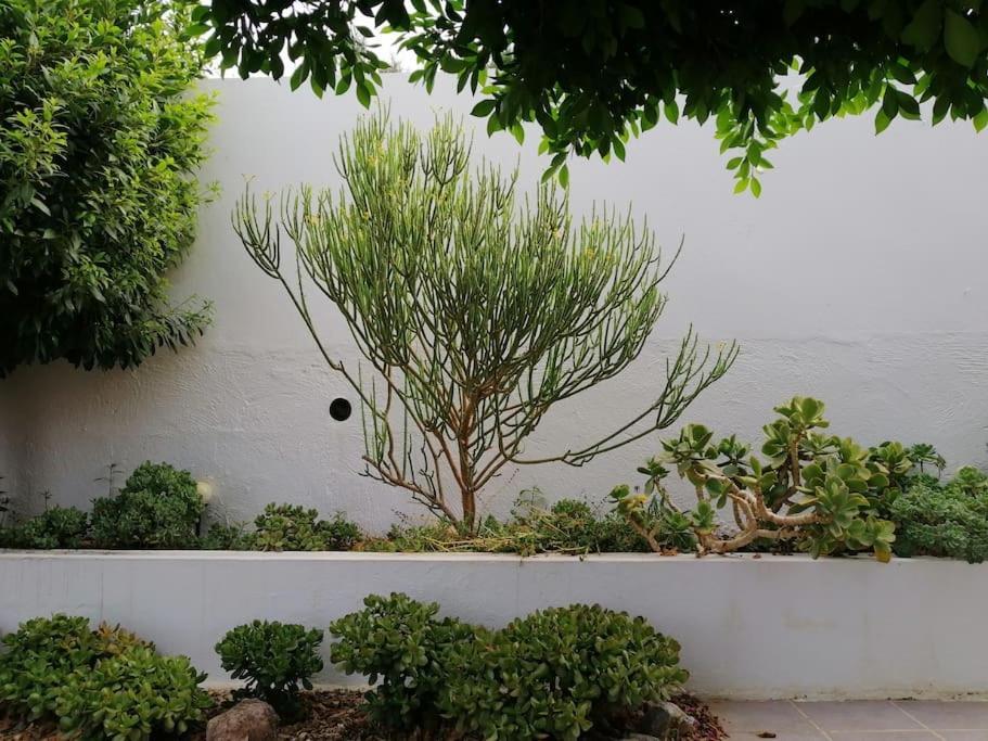 Casa Jardin. Vivienda Rural En Zona Tranquila. Villa Lucainena de las Torres Exterior photo